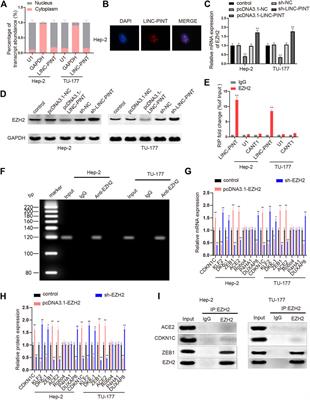 LncRNA LINC-PINT Inhibits Malignant Behaviors of Laryngeal Squamous Cell Carcinoma Cells via Inhibiting ZEB1